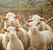 Sheep Provide Wool