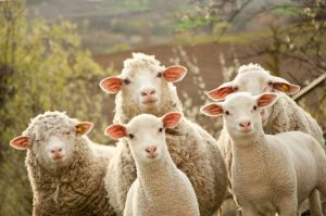 Wool and Natural Fiber Dyes