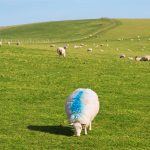 NS-Livestock-Marking-150x150 NS-Livestock-Marking-150x150