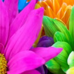 ag_1-150x150 ag_1-150x150