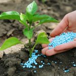 seed2-150x150 seed2-150x150